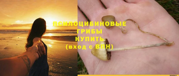 ПСИЛОЦИБИНОВЫЕ ГРИБЫ Инта